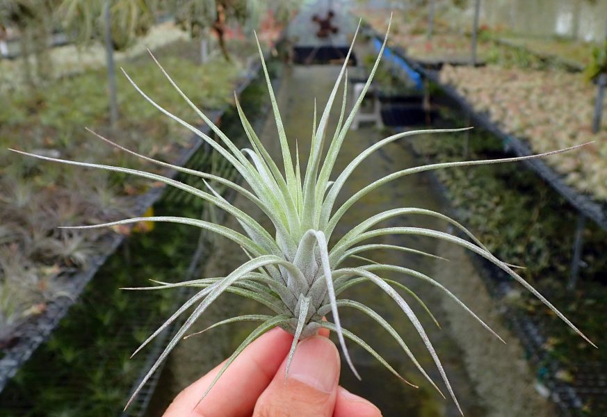 '旋風'交種 / flexuosa X 