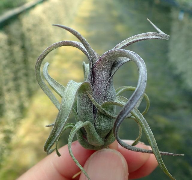 花中花x電捲 / intermedia x streptophylla 