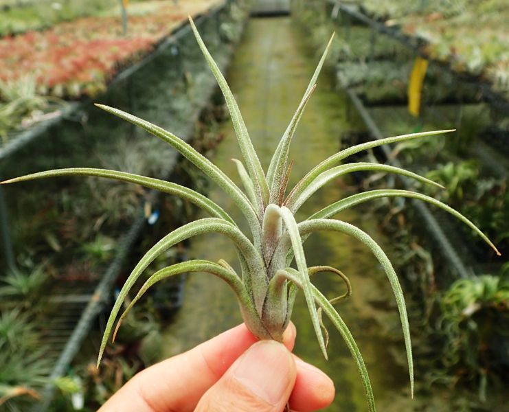 小精靈x貝利藝 / ionantha x baileyi 