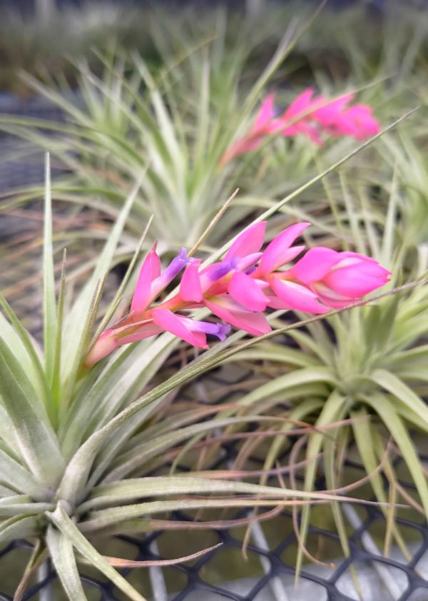 硬葉多國花 / stricta 'BAK' 