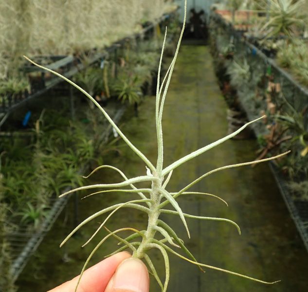 魚刺(大型) / caerulea 'major' 