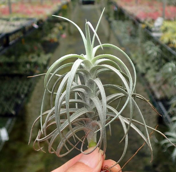 雞毛撢x粗糠 / tectorum x paleacea 