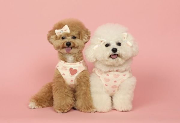 Pets&Me雙面穿棉襖愛心款(XL) 寵物服飾,寵物選品,韓國寵物服飾,狗衣服,貓衣服,韓國寵物品牌,寵物秋冬選品,韓國寵物選品,胸背,胸背衣,保暖上衣