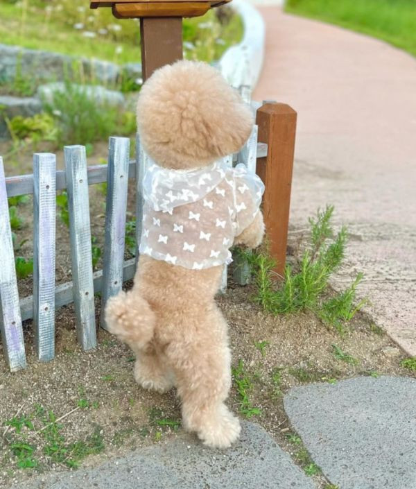 BuyAllDog | 薄紗連帽短上衣 寵物服飾,寵物選品,韓國寵物服飾,狗衣服,貓衣服,韓國寵物品牌