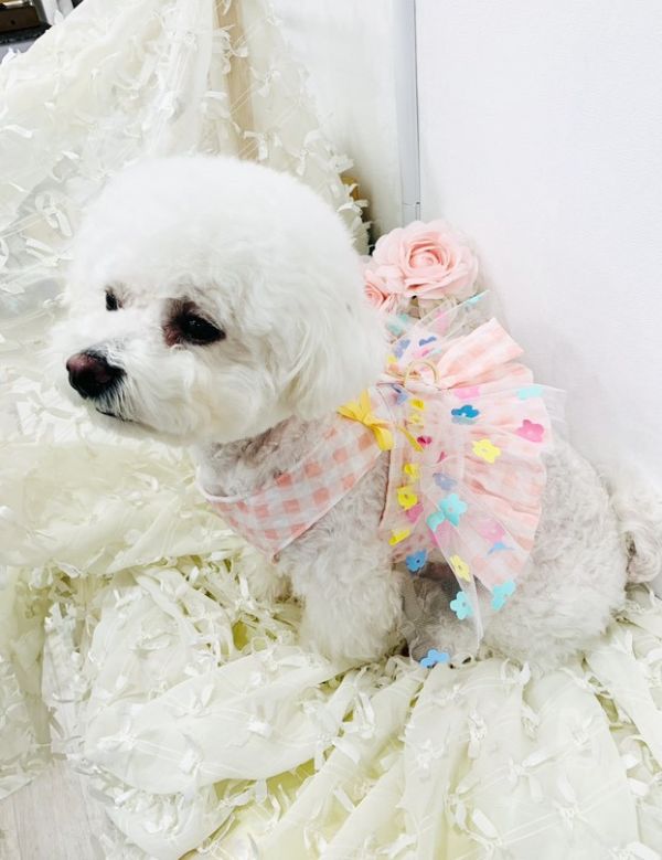 預購 | Choidog 夏款棋盤格花花紗裙襬後扣式胸背衣(S-XL) 寵物服飾,寵物選品,韓國寵物服飾,狗衣服,貓衣服,韓國寵物品牌,寵物有機棉,韓國寵物選品,韓國寵物春夏選品,寵物可愛上衣,寵物涼感,防蟲涼感抗菌,寵物胸背衣