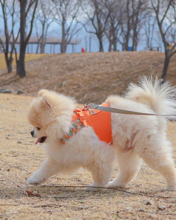 預購0313收單 | Epeels 馬卡龍碎花胸背衣(下單請備註刺繡內容) 寵物服飾,寵物選品,韓國寵物服飾,狗衣服,貓衣服,韓國寵物品牌,韓國寵物選品,韓國寵物春夏選品,寵物名牌,寵物客製商品,EPEELS,太陽花胸背裝飾