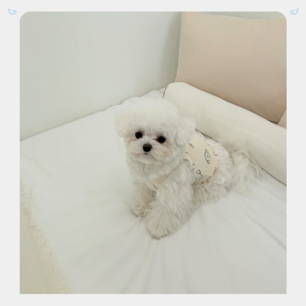[JennyHarts] 好多比熊有機棉上衣 寵物服飾,寵物選品,韓國寵物服飾,狗衣服,貓衣服,韓國寵物品牌