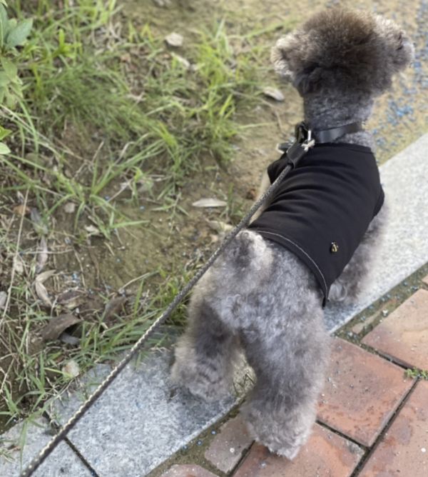 Munnunu 黑色上衣(L) 寵物服飾,寵物選品,韓國寵物服飾,狗衣服,貓衣服,韓國寵物品牌,寵物秋冬,寵物針織,藏食玩具,狗玩具