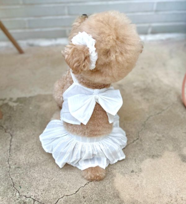 BuyAllDog | 白色牛仔布大蝴蝶結小可愛 寵物服飾,寵物選品,韓國寵物服飾,狗衣服,貓衣服,韓國寵物品牌