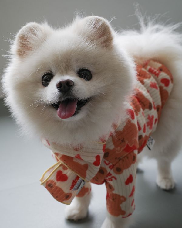 預購1028收單 | côte à côte 秋季愛心熊熊圍巾(3色，M-L) 寵物服飾,寵物選品,韓國寵物服飾,狗衣服,貓衣服,韓國寵物品牌,韓國寵物選品,韓國寵物春夏選品,寵物背心,COTEACOTE,韓國寵物品牌服飾,韓國寵物秋冬選品,寵物四腳衣,寵物連身褲,韓國冬天寵物,寵物保暖,寵物圍巾