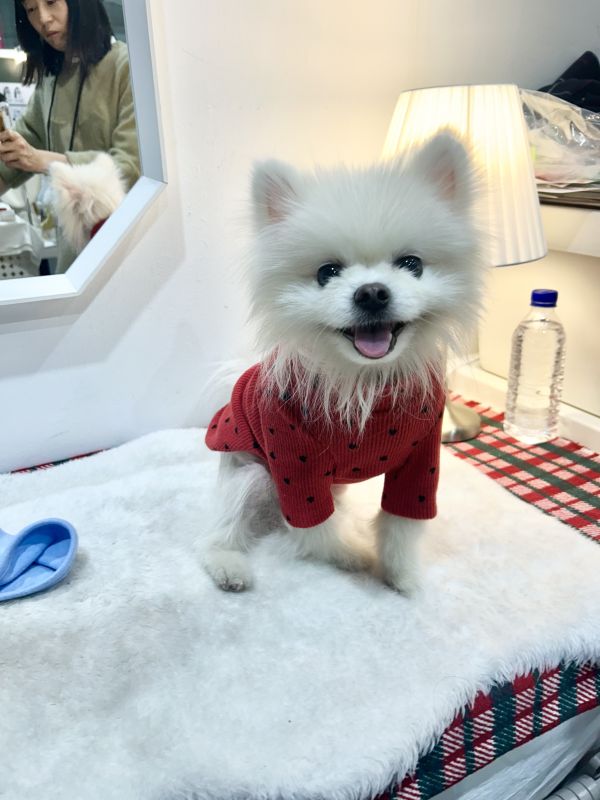 Mascot | 滿滿小愛心坑條上衣(M-2XL) 寵物服飾,寵物選品,韓國寵物服飾,狗衣服,貓衣服,韓國寵物品牌,寵物有機棉,韓國寵物選品,韓國寵物秋冬選品,狗圍巾,寵物保暖,寵物保暖服飾,韓國寵物保暖服飾