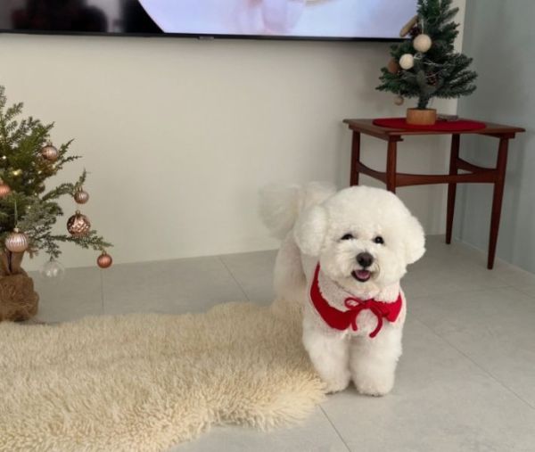 聖誕老公公款領巾與帽子(S) 寵物服飾,寵物選品,韓國寵物服飾,狗衣服,貓衣服,韓國寵物品牌,寵物有機棉,韓國寵物選品, 韓國寵物秋冬選品, 寵物聖誕領巾,聖誕節,聖誕派對,寵物聖誕,寵物聖誕衣