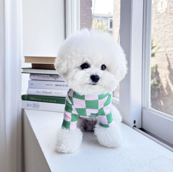 預購 | LittleCollin 棋盤格樂芙小狗上衣(S-2XL) 寵物服飾,寵物選品,韓國寵物服飾,狗衣服,貓衣服,韓國寵物品牌,寵物有機棉,韓國寵物選品, 韓國寵物秋冬選品