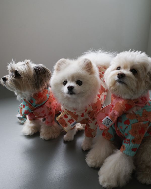 預購1028收單 | côte à côte 秋季愛心熊熊圍巾(3色，M-L) 寵物服飾,寵物選品,韓國寵物服飾,狗衣服,貓衣服,韓國寵物品牌,韓國寵物選品,韓國寵物春夏選品,寵物背心,COTEACOTE,韓國寵物品牌服飾,韓國寵物秋冬選品,寵物四腳衣,寵物連身褲,韓國冬天寵物,寵物保暖,寵物圍巾