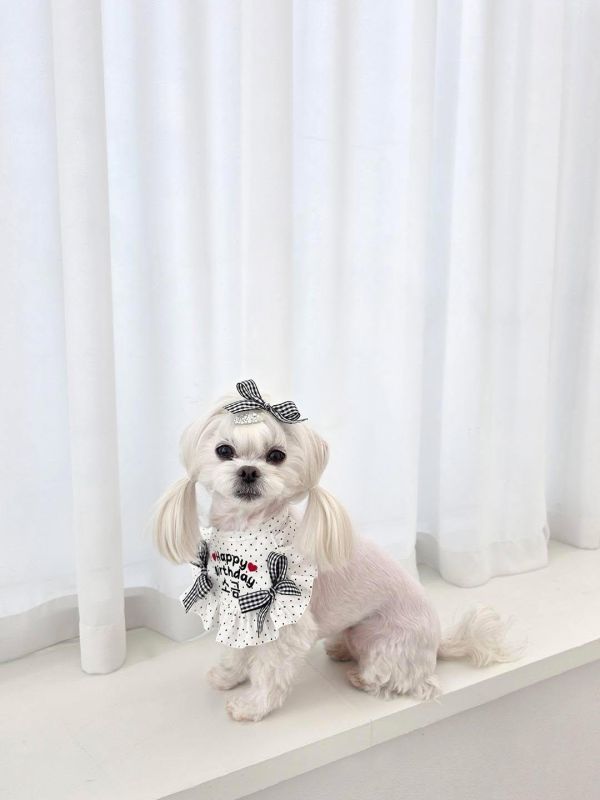 預購0305收單 | SOSO Delight 春季點點生日款刺繡手工領巾 寵物服飾,寵物選品,韓國寵物服飾,狗衣服,貓衣服,韓國寵物品牌