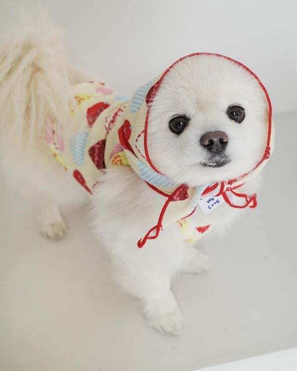 預購0410收單 | côte à côte XOXO背心(2色，SM-3XL) 寵物服飾,寵物選品,韓國寵物服飾,狗衣服,貓衣服,韓國寵物品牌,韓國寵物選品,韓國寵物春夏選品,寵物背心,COTEACOTE,韓國寵物品牌服飾,韓國寵物秋冬選品,寵物四腳衣,寵物連身褲,韓國冬天寵物,寵物保暖