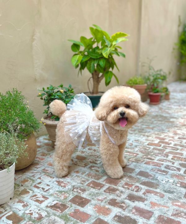 BuyAllDog | 薄紗透視小可愛(白) 寵物服飾,寵物選品,韓國寵物服飾,狗衣服,貓衣服,韓國寵物品牌