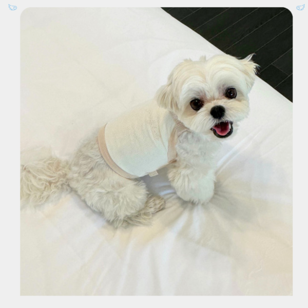 [JennyHarts] 基本款涼感吊嘎 寵物服飾,寵物選品,韓國寵物服飾,狗衣服,貓衣服,韓國寵物品牌