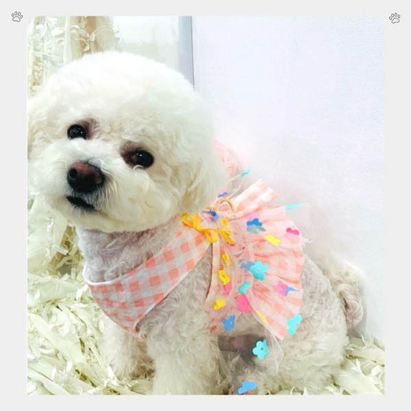 預購 | Choidog 夏款棋盤格花花紗裙襬後扣式胸背衣(S-XL) 寵物服飾,寵物選品,韓國寵物服飾,狗衣服,貓衣服,韓國寵物品牌,寵物有機棉,韓國寵物選品,韓國寵物春夏選品,寵物可愛上衣,寵物涼感,防蟲涼感抗菌,寵物胸背衣