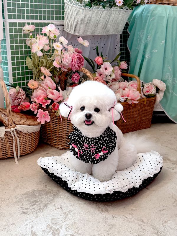 預購1012收單 | SOSO Delight 點點系列刺繡領巾 寵物服飾,寵物選品,韓國寵物服飾,狗衣服,貓衣服,韓國寵物品牌