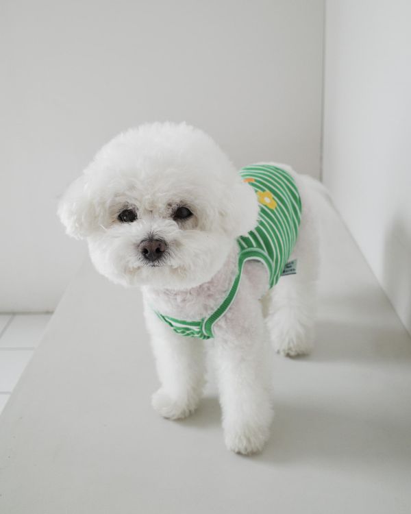 預購0410收單 | côte à côte 氣球小狗羅紋背心(3色，SM-3XL) 寵物服飾,寵物選品,韓國寵物服飾,狗衣服,貓衣服,韓國寵物品牌,韓國寵物選品,韓國寵物春夏選品,寵物背心,COTEACOTE,韓國寵物品牌服飾,韓國寵物秋冬選品,寵物四腳衣,寵物連身褲,韓國冬天寵物,寵物保暖