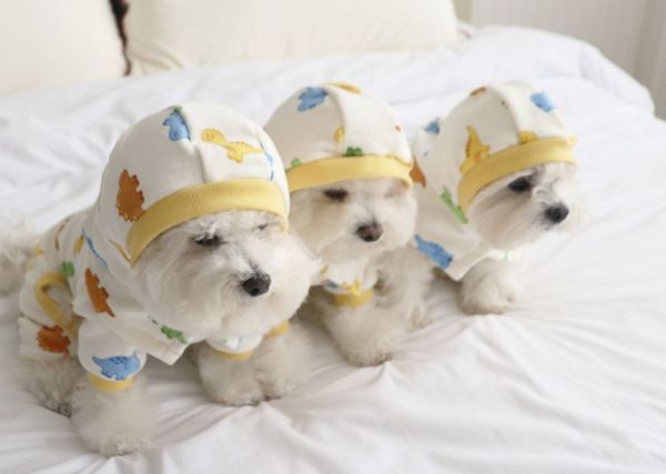 預購0112收單 | DRRR家恐龍小兜帽(S-L) 寵物服飾,寵物選品,韓國寵物服飾,狗衣服,貓衣服,韓國寵物品牌,寵物有機棉,韓國寵物選品,韓國寵物秋冬選品,狗圍巾,寵物保暖,寵物保暖服飾,韓國寵物保暖服飾