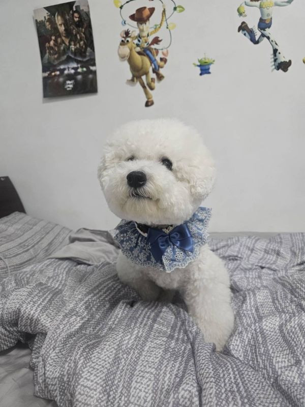 荷蘭風牛仔披風 寵物服飾,寵物選品,韓國寵物服飾,狗衣服,貓衣服,韓國寵物品牌,寵物配件