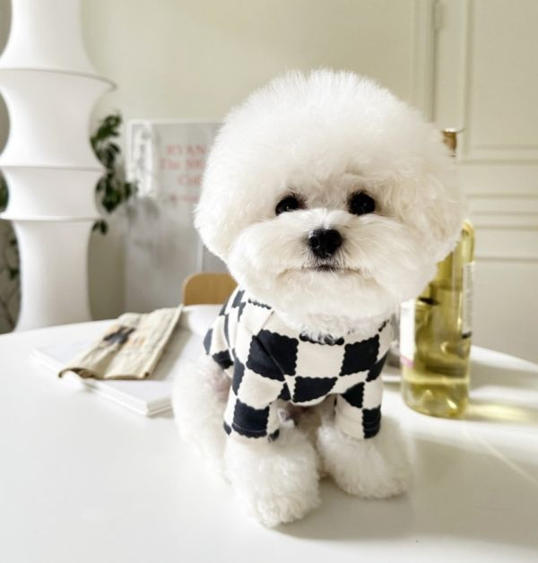 預購 | LittleCollin 棋盤格樂芙小狗上衣(S-2XL) 寵物服飾,寵物選品,韓國寵物服飾,狗衣服,貓衣服,韓國寵物品牌,寵物有機棉,韓國寵物選品, 韓國寵物秋冬選品