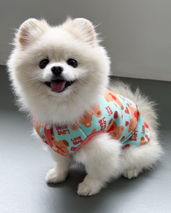 預購1028收單 | côte à côte 秋季愛心熊熊無袖背心(3色，SM-3XL) 寵物服飾,寵物選品,韓國寵物服飾,狗衣服,貓衣服,韓國寵物品牌,韓國寵物選品,韓國寵物春夏選品,寵物背心,COTEACOTE,韓國寵物品牌服飾,韓國寵物秋冬選品,寵物四腳衣,寵物連身褲,韓國冬天寵物,寵物保暖