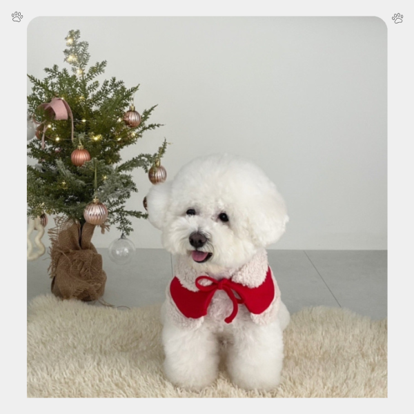 聖誕老公公款領巾與帽子(S) 寵物服飾,寵物選品,韓國寵物服飾,狗衣服,貓衣服,韓國寵物品牌,寵物有機棉,韓國寵物選品, 韓國寵物秋冬選品, 寵物聖誕領巾,聖誕節,聖誕派對,寵物聖誕,寵物聖誕衣