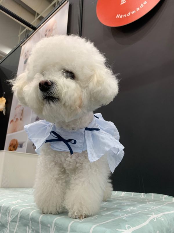 預購 | Choidog 涼感夏日藍胸背衣(S-XL) 寵物服飾,寵物選品,韓國寵物服飾,狗衣服,貓衣服,韓國寵物品牌,寵物有機棉,韓國寵物選品,韓國寵物春夏選品,寵物可愛上衣,寵物涼感,防蟲涼感抗菌,寵物胸背衣