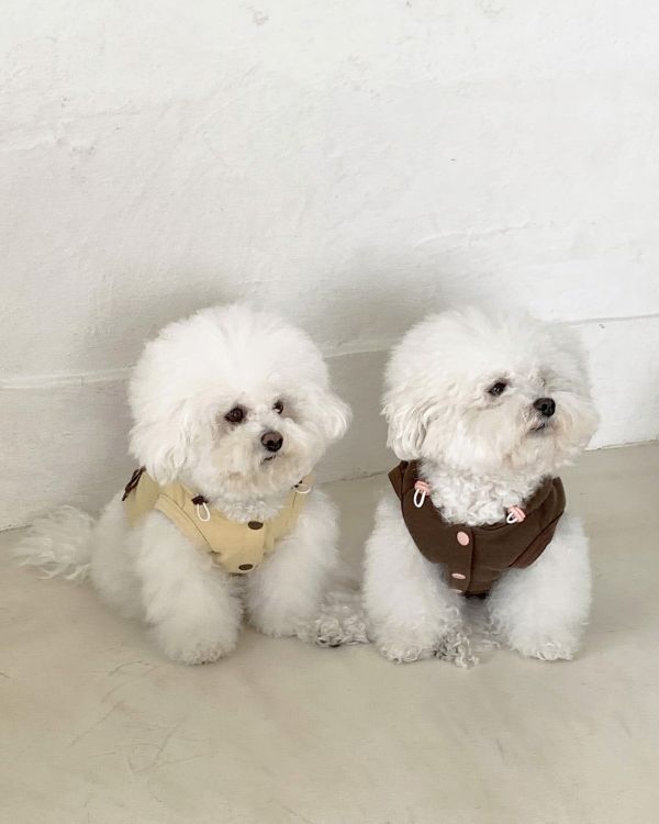 預購1123收單 | DR家棉質連帽蝴蝶結無袖上衣(親子裝毛孩款)(四色 S-2XL) 寵物服飾,寵物選品,韓國寵物服飾,狗衣服,貓衣服,韓國寵物品牌,寵物有機棉,韓國寵物選品,韓國寵物春夏選品,寵物風衣,寵物防水衣,DRRR,寵物針織背心