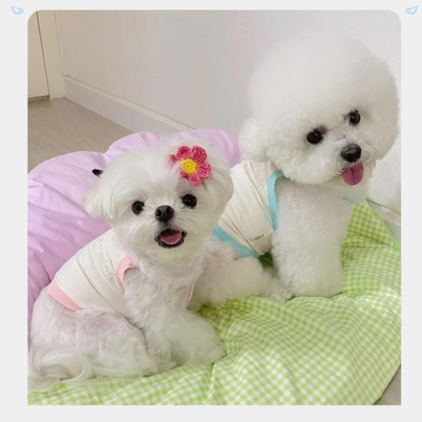 [JennyHarts] 基本款涼感吊嘎 寵物服飾,寵物選品,韓國寵物服飾,狗衣服,貓衣服,韓國寵物品牌