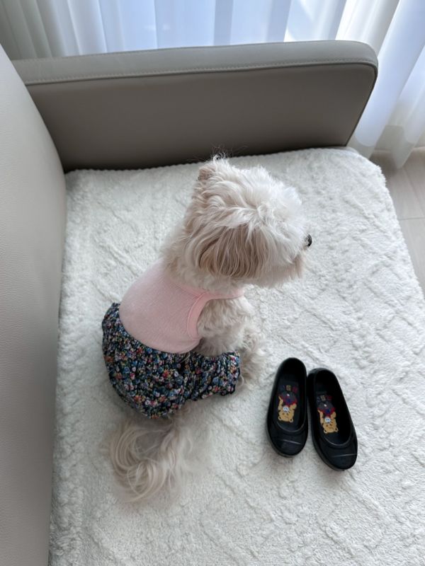 預購｜復古碎花老奶奶風連身褲 寵物服飾,寵物選品,韓國寵物服飾,狗衣服,貓衣服,韓國寵物品牌,寵物配件