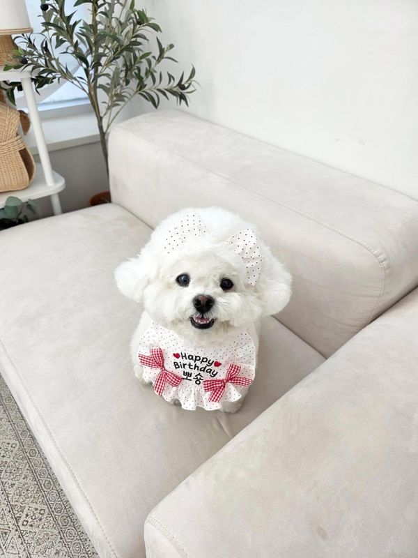 預購0305收單 | SOSO Delight 春季點點生日款刺繡手工領巾 寵物服飾,寵物選品,韓國寵物服飾,狗衣服,貓衣服,韓國寵物品牌