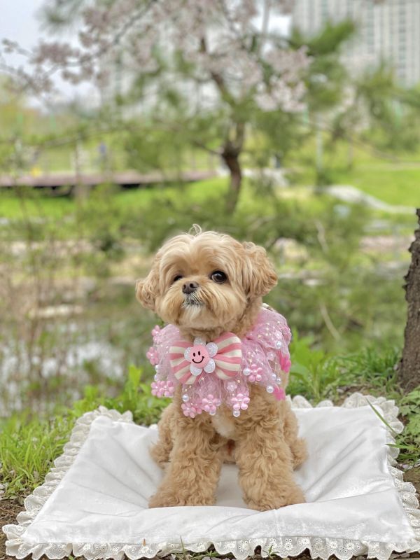 首波預購0725收單 | naladay 花花款pom pom領巾(4色/S-L) 寵物服飾,寵物選品,韓國寵物服飾,狗衣服,貓衣服,韓國寵物品牌,寵物有機棉,韓國寵物選品,韓國寵物春夏選品,寵物領巾,寵物手作領巾,寵物韓國領巾,寵物設計款,韓國設計款