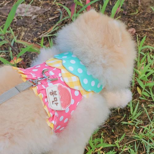 預購 | Epeels 撞色點點胸背裙 寵物服飾,寵物選品,韓國寵物服飾,狗衣服,貓衣服,韓國寵物品牌,韓國寵物選品,韓國寵物春夏選品,寵物名牌,寵物客製商品,EPEELS,太陽花胸背裝飾