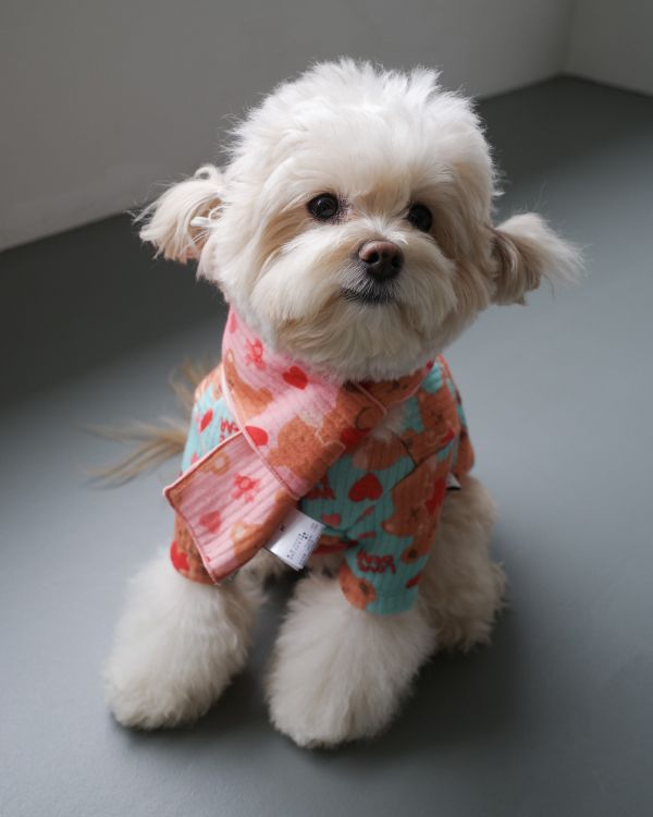 預購1028收單 | côte à côte 秋季愛心熊熊圍巾(3色，M-L) 寵物服飾,寵物選品,韓國寵物服飾,狗衣服,貓衣服,韓國寵物品牌,韓國寵物選品,韓國寵物春夏選品,寵物背心,COTEACOTE,韓國寵物品牌服飾,韓國寵物秋冬選品,寵物四腳衣,寵物連身褲,韓國冬天寵物,寵物保暖,寵物圍巾