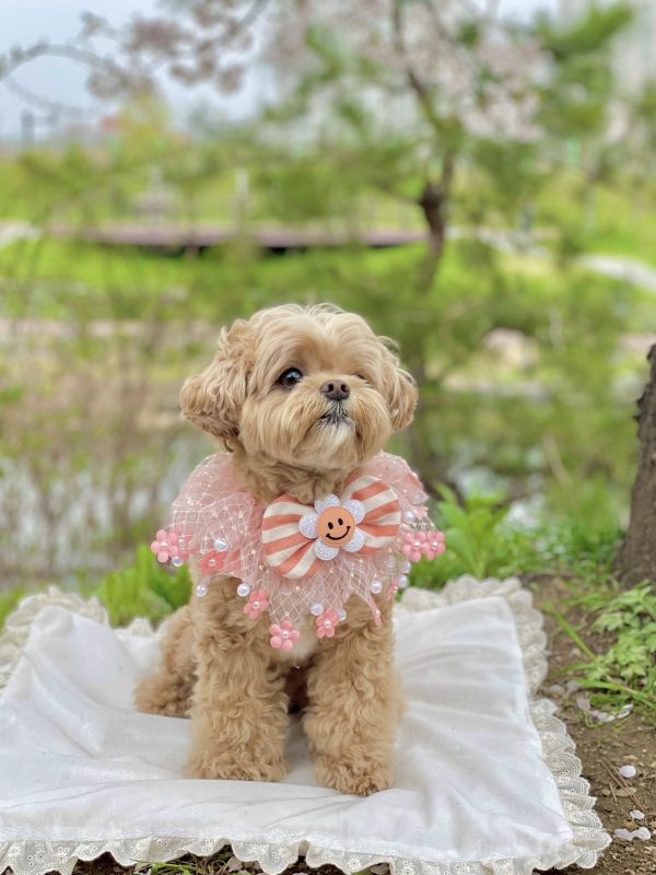 首波預購0725收單 | naladay 花花款pom pom領巾(4色/S-L) 寵物服飾,寵物選品,韓國寵物服飾,狗衣服,貓衣服,韓國寵物品牌,寵物有機棉,韓國寵物選品,韓國寵物春夏選品,寵物領巾,寵物手作領巾,寵物韓國領巾,寵物設計款,韓國設計款