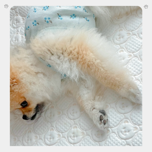 Grooming Dog夏季熊熊涼墊(不挑款) 寵物服飾,寵物選品,韓國寵物服飾,狗衣服,貓衣服,韓國寵物品牌,寵物配件