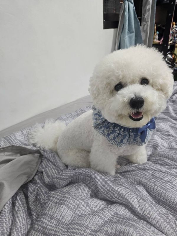 荷蘭風牛仔披風 寵物服飾,寵物選品,韓國寵物服飾,狗衣服,貓衣服,韓國寵物品牌,寵物配件