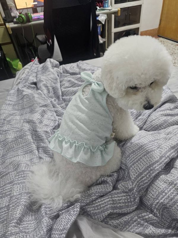 預購｜普羅旺斯蕾絲短裙 寵物服飾,寵物選品,韓國寵物服飾,狗衣服,貓衣服,韓國寵物品牌,寵物配件