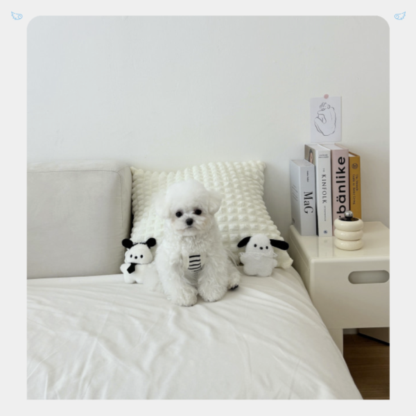 [JennyHarts] 條紋針織背心 寵物服飾,寵物選品,韓國寵物服飾,狗衣服,貓衣服,韓國寵物品牌