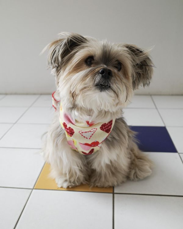 預購0410收單 | côte à côte XOXO背心(2色，SM-3XL) 寵物服飾,寵物選品,韓國寵物服飾,狗衣服,貓衣服,韓國寵物品牌,韓國寵物選品,韓國寵物春夏選品,寵物背心,COTEACOTE,韓國寵物品牌服飾,韓國寵物秋冬選品,寵物四腳衣,寵物連身褲,韓國冬天寵物,寵物保暖