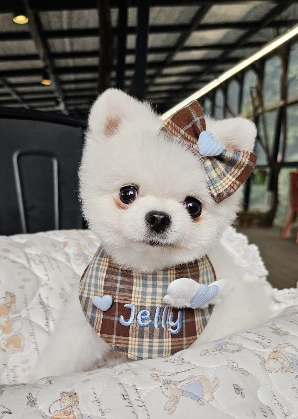 預購1012收單 | SOSO Delight 秋冬格紋愛心系列刺繡領巾 寵物服飾,寵物選品,韓國寵物服飾,狗衣服,貓衣服,韓國寵物品牌
