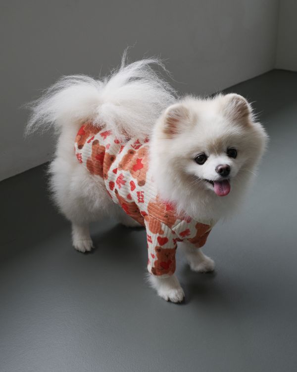 預購1028收單 | côte à côte 秋季愛心熊熊有袖上衣(3色，SM-3XL) 寵物服飾,寵物選品,韓國寵物服飾,狗衣服,貓衣服,韓國寵物品牌,韓國寵物選品,韓國寵物春夏選品,寵物背心,COTEACOTE,韓國寵物品牌服飾,韓國寵物秋冬選品,寵物四腳衣,寵物連身褲,韓國冬天寵物,寵物保暖