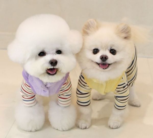 ITS DOG | 狗狗造型高領套頭背心-紫羅蘭XL 寵物服飾,寵物選品,韓國寵物服飾,狗衣服,貓衣服,韓國寵物品牌,寵物有機棉,韓國寵物選品,韓國寵物秋冬選品,狗圍巾,寵物保暖,寵物保暖服飾,韓國寵物保暖服飾