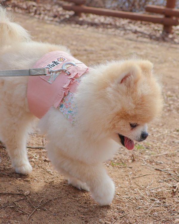 預購0313收單 | Epeels 馬卡龍碎花胸背衣(下單請備註刺繡內容) 寵物服飾,寵物選品,韓國寵物服飾,狗衣服,貓衣服,韓國寵物品牌,韓國寵物選品,韓國寵物春夏選品,寵物名牌,寵物客製商品,EPEELS,太陽花胸背裝飾