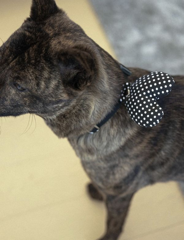 CUPIGY | 黑底圓點愛心胸背裝飾 寵物服飾,寵物選品,韓國寵物服飾,狗衣服,貓衣服,韓國寵物品牌,胸背裝飾,寵物胸背裝飾