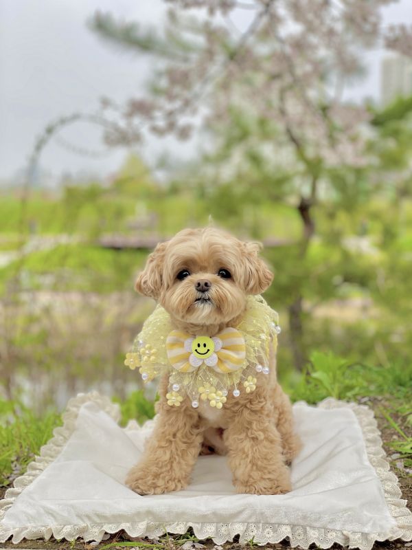 首波預購0725收單 | naladay 花花款pom pom領巾(4色/S-L) 寵物服飾,寵物選品,韓國寵物服飾,狗衣服,貓衣服,韓國寵物品牌,寵物有機棉,韓國寵物選品,韓國寵物春夏選品,寵物領巾,寵物手作領巾,寵物韓國領巾,寵物設計款,韓國設計款